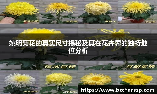 姚明菊花的真实尺寸揭秘及其在花卉界的独特地位分析